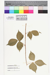 Rubus flagellaris