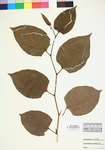 Fallopia japonica