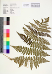 Dryopteris campyloptera