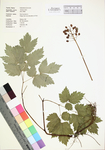 Actaea rubra