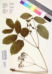 Aralia nudicaulis