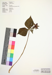 Trillium erectum