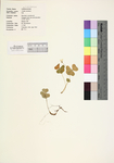 Oxalis montana