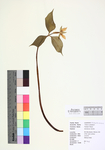 Trillium undulatum