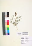 Lupinus sparsiflorus