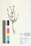 Picrothamnus desertorum