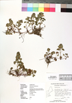 Glechoma hederacea