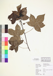 Liquidambar styraciflua