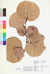Coccoloba uvifera