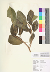 Ficus aurea