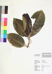 Ficus aurea
