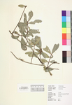 Quercus laurifolia
