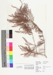 Taxodium distichum