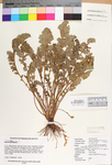 Jacobaea vulgaris