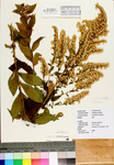 Solidago ulmifolia