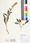Solidago simplex ssp. randii