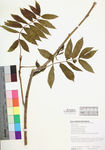 Sorbus americana