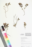 Vaccinium vitis-idaea