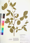 Rubus allegheniensis