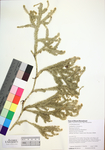 Lycopodium clavatum