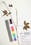 Parthenocissus quinquefolia