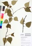 Betula populifolia