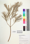 Pinus strobus