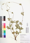 Potentilla simplex
