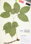 Aralia nudicaulis