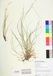 Carex trisperma