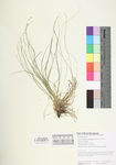 Carex brunnescens