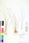 Carex leptalea