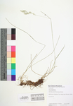 Poa compressa