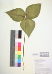 Trillium undulatum