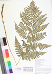 Dryopteris carthusiana