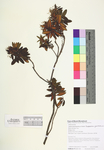 Rhododendron groenlandicum