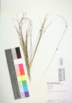 Juncus trifidus