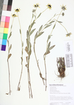 Rudbeckia hirta