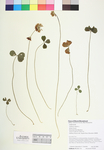 Trifolium repens