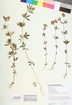 Trifolium arvense