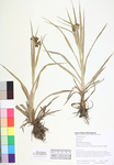 Scirpus sp.