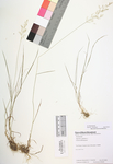 Agrostis capillaris