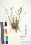 Juncus tenuis