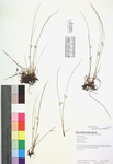Juncus filiformis