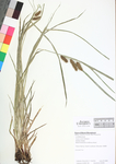 Carex lurida
