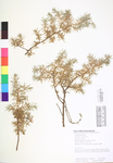 Juniperus communis