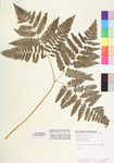 Pteridium aquilinum