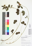 Trifolium pratense