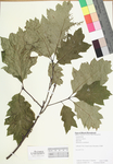 Quercus rubra