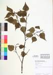 Betula populifolia
